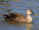 Chinese Spot-Billed Duck (WWT Slimbridge May 2012) - pic by Nigel Key